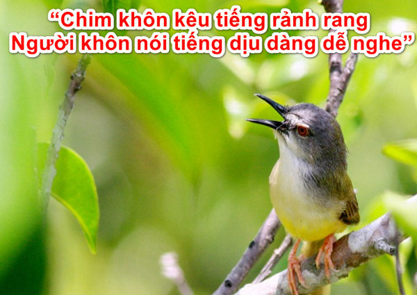 Chim khôn kêu tiếng rảnh rang, người khôn nói tiếng dịu dàng dễ nghe